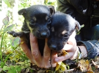 Щенульки-красотульки в добрые руки - Изображение #4, Объявление #837903