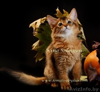 Сомали котята продам - Изображение #3, Объявление #967130