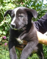 Замечательная щенок-девочка в дар - Изображение #2, Объявление #952659