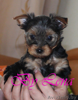 Милые щеночки йоркширского терьера - Изображение #1, Объявление #964743