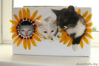 Очаровательные котята в дар. - Изображение #1, Объявление #962756