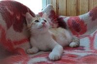 Рыжий котенок 2,5 месяца от домашней кошки в дар - Изображение #3, Объявление #957308