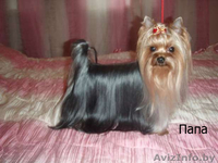 Милые щеночки йоркширского терьера - Изображение #3, Объявление #964743