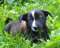 Замечательная щенок-девочка в дар - Изображение #4, Объявление #952659