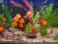 продам аквариум фэн-шуй для привлечения денежной удачи - Изображение #4, Объявление #965062
