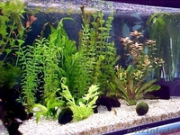 продам аквариум фэн-шуй для привлечения денежной удачи - Изображение #3, Объявление #965062