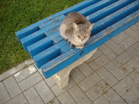 Котятя нуждаются в новом доме. В дар. Срочно! - Изображение #2, Объявление #966970