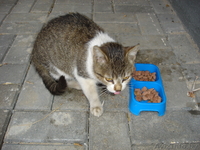 Котятя нуждаются в новом доме. В дар. Срочно! - Изображение #1, Объявление #966970