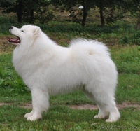 Вязка кобель самоед (самоедская собака).Минск - Изображение #2, Объявление #962244