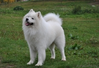 Вязка кобель самоед (самоедская собака).Минск - Изображение #1, Объявление #962244