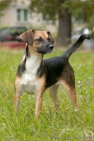 Стерилизованные собаки-подростки в дар. - Изображение #3, Объявление #967874