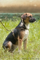 Стерилизованные собаки-подростки в дар. - Изображение #2, Объявление #967874