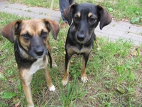 Стерилизованные собаки-подростки в дар. - Изображение #5, Объявление #967874