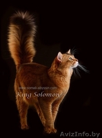 Сомали котята продам - Изображение #1, Объявление #967130