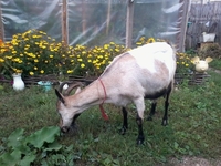 Продаётся Молодая Коза - Изображение #2, Объявление #952694