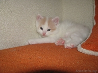 отдам пушистых котят в добрые руки - Изображение #1, Объявление #968049