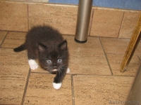 отдам пушистых котят в добрые руки - Изображение #3, Объявление #968049