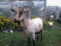 Продаётся Молодая Коза - Изображение #1, Объявление #952694