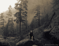 Фотосъемка для Вас и Ваших любимцев! - Изображение #7, Объявление #960486