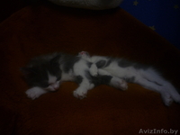 отдаю  хороших  котят в добрые руки - Изображение #1, Объявление #965501