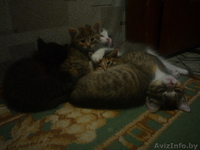 отдаю  хороших  котят в добрые руки - Изображение #2, Объявление #965501