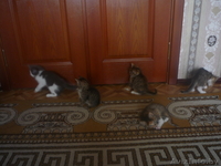 отдаю  хороших  котят в добрые руки - Изображение #5, Объявление #965501