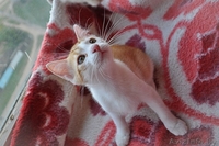 Рыжий котенок 2,5 месяца от домашней кошки в дар - Изображение #2, Объявление #957308