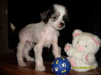 Элитные щеночки китайской хохлатой собачки - Изображение #1, Объявление #960005