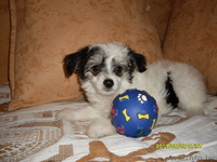 Элитные щеночки китайской хохлатой собачки - Изображение #2, Объявление #960005