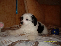 Элитные щеночки китайской хохлатой собачки - Изображение #5, Объявление #960005