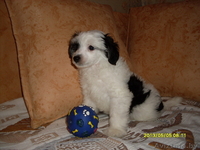 Элитные щеночки китайской хохлатой собачки - Изображение #6, Объявление #960005