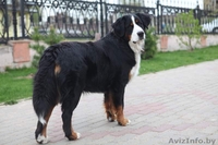 Продаем очаровательных щенков бернского зенненхунда - Изображение #3, Объявление #971999