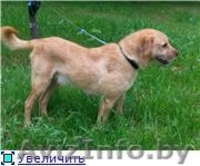 Рыжик-собака улыбка в дар - Изображение #2, Объявление #982475