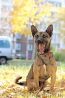 Малыш-осень Муха ищет дом! - Изображение #1, Объявление #983044