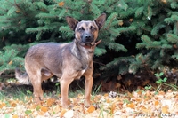 Малыш-осень Муха ищет дом! - Изображение #2, Объявление #983044