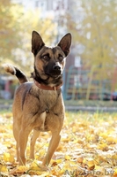 Малыш-осень Муха ищет дом! - Изображение #5, Объявление #983044