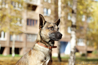 Малыш-осень Муха ищет дом! - Изображение #7, Объявление #983044