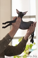 Породный Петербургский сфинкс для разведения, выставок - Изображение #3, Объявление #980005