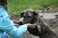 Молоденькая девочка с красивым тигроым окрасомв дар - Изображение #1, Объявление #973573