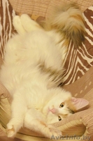 Мурлен трехцветная кошка приносящая счастье! - Изображение #3, Объявление #981173