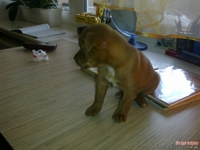 Карликовый пинчер, той терьер, цварчпинчер - Изображение #1, Объявление #972046