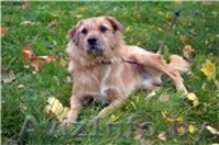 Рыжик-собака улыбка в дар - Изображение #3, Объявление #982475