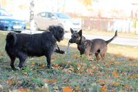 Малыш-осень Муха ищет дом! - Изображение #10, Объявление #983044