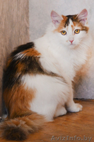 Мурлен трехцветная кошка приносящая счастье! - Изображение #1, Объявление #981173