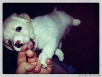 Срочно! Продается щенок-помесь мальтийской болонки и шпица - Изображение #1, Объявление #969008