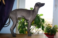 Щенок левретки от титулованный родителей - Изображение #3, Объявление #977246