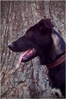 Айви - обаятельная и привлекательная молодая особа 5 месяцев ищет дом! - Изображение #1, Объявление #970868