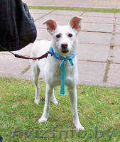 Белла - белоснежная нежность в дар - Изображение #2, Объявление #982474