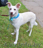 Белла - белоснежная нежность в дар - Изображение #3, Объявление #982474