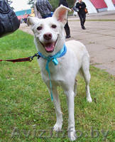 Белла - белоснежная нежность в дар - Изображение #4, Объявление #982474